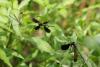 Calopteryx haemorrhoidalis